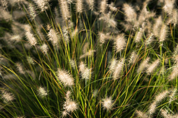 ornamental plant fountain grass background selective focus, white fluffy tails on green grass stems