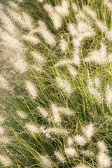 ornamental plant fountain grass background selective focus, white fluffy tails on green grass stems vertical