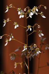 Strawberry geranium flowers (Saxifrage stolonifera)