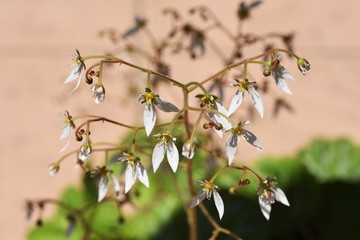 Strawberry geranium flowers (Saxifrage stolonifera)