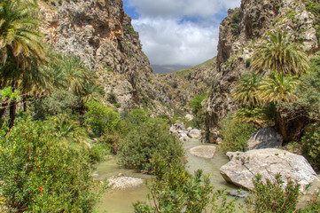 Palm forest of Preveli in the Kourtaliótiko gorge on Crete, Greece