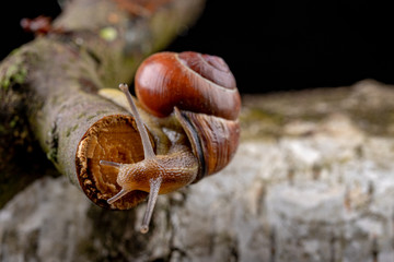 A small snail snail on a piece of wood. Slowly crawling snail with a house on the back.