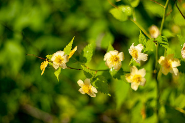 Fototapeta premium Kerria japonica plants from botanical garden for catalog. Natural lighting effects. Shallow depth of field. Selective focus, handmade of nature. Flower landscape