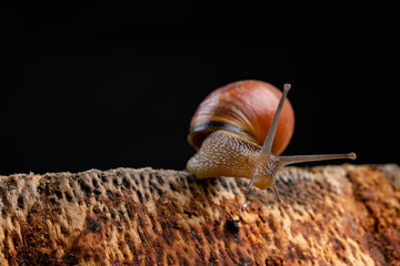 A small snail snail on a piece of wood. Slowly crawling snail with a house on the back.