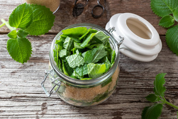 Preparation of a silver spurflower syrup from fresh silver spurflower and cane sugar