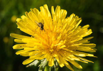 Just relaxing on the flower