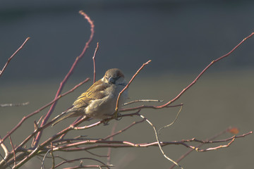 Morning sparrow