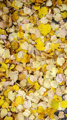 Picturesque autumn leaves of yellow and orange colour on the ground. Vertical colorful photo for background, banner. Stock photo