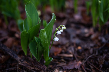 lily of the valley