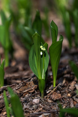 lily of the valley
