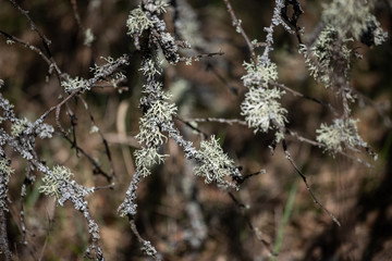 moss on the tree