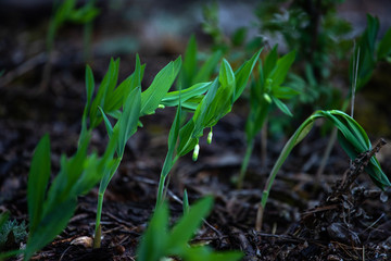 young flowers