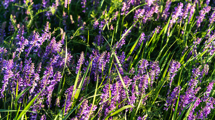 flowers in the field bloom in the meadow