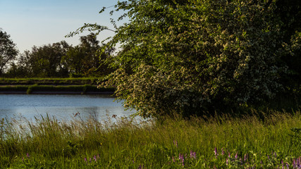 beautiful landscape in the park