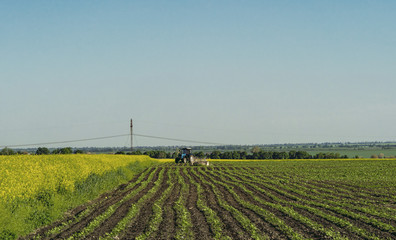 blooming rapeseed field on the farm