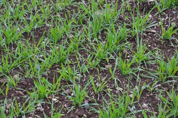 junge Saat auf dem Feld
