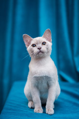 kitten scottish british cat burma munchkin animals