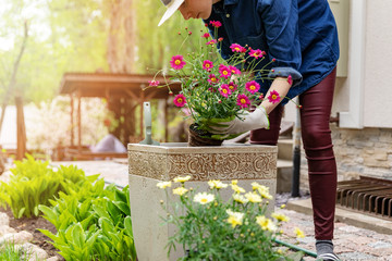 woman planting flowers in pot at home garden