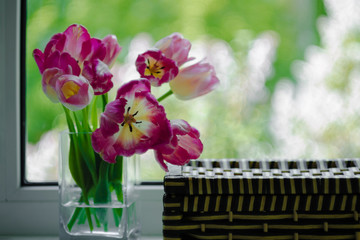 A bouquet of flowers on a green light background. Magenta tulips in a vase. Place for your text. View from the window.