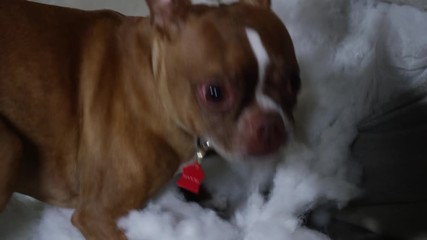 Bad dog ripping up white couch in modern home