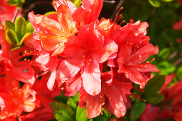 Orange  rhododendron.Candid.
