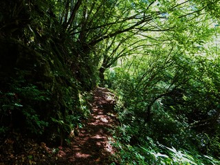Fototapeta premium 川苔山