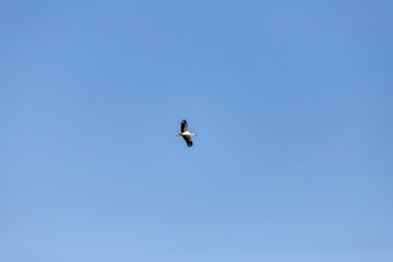 Fototapeta na wymiar stork flies