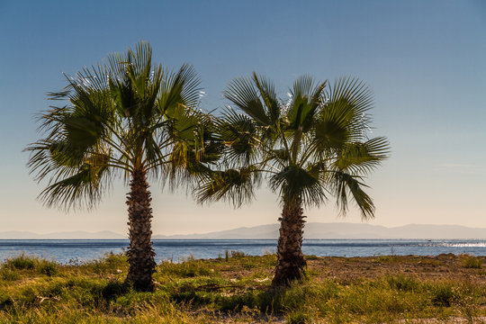 Two palm trees, sea in background © Andy Chisholm