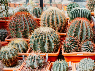 Different kinds of cacti in a greenhouse.