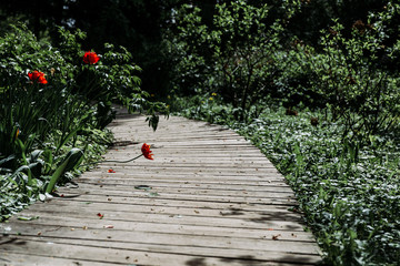 Wooden walkway to the summer garden on sunny day.