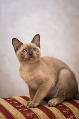 kitten scottish british cat burma munchkin animals