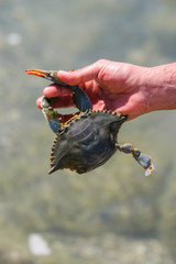 One-legged blue crab