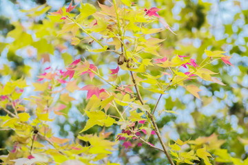 Soft Focus Colorful Maple Leaves blossom on tree branches with nature blurred background, wild maple nature in Doi Inthanon, Chiang Mai, northern of Thailand.