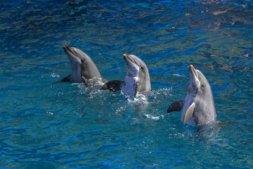 Obraz premium Three Dolphins performing in the pool