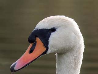 łabędź © Henryk Olszewski