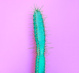Cactus Green colored onPurple background. Fashion, minimalism. Contemporary Art gallery Style. Creative concept. Trendy tropical fashionable plant, pastel color. Surrealism