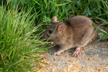 szczur wędrowny