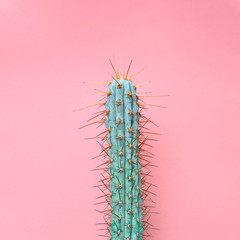 Fashion Blue Cactus Coral colored pastel background. Trendy tropical plant close-up. Art Concept....