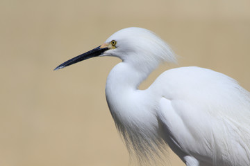 white hairy  heron in park