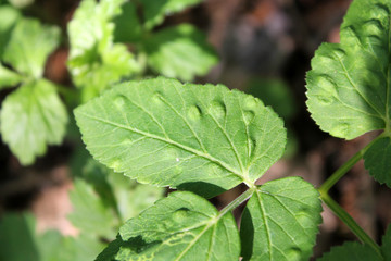 Galls of Trioza flavipennis on green leaf of Aegopodium podagraria or Ground elder. May, Belarus