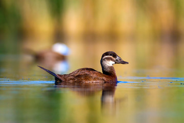 Swimming Duck. Colorful nature lake background. Duck: White headed Duck. Oxyura leucocephala.