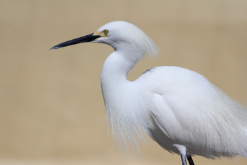 white hairy  heron in park