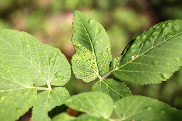 Green leaf of Aegopodium podagraria or Ground elder infected with Arabis Mosaic Virus Nepovirus (ArMV) and showing yellow net symptoms. Galls of Trioza flavipennis on Aegopodium podagraria. May, Belar