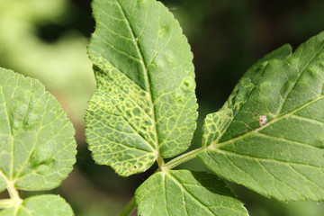 Green leaf of Aegopodium podagraria or Ground elder infected with Arabis Mosaic Virus Nepovirus (ArMV) and showing yellow net symptoms. Galls of Trioza flavipennis on Aegopodium podagraria. May, Belar