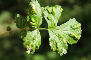 Cecidophyes nudus galls on green leaf of Geum urbanum. May, Belarus