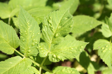 Galls of Trioza flavipennis on green leaf of Aegopodium podagraria or Ground elder. May, Belarus
