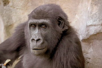 gorillas in the Zoological Garden