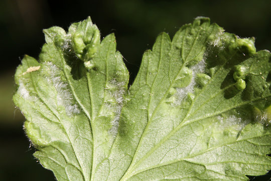 Cecidophyes nudus galls on green leaf of Geum urbanum. May, Belarus
