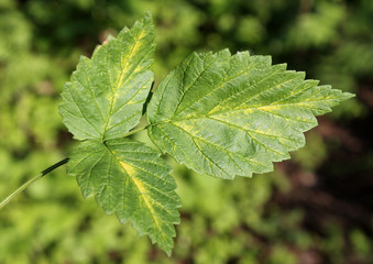 Chlorotic symptoms of Raspberry bushy dwarf virus (RBDV). Yellows disease symptoms in leaf of red...