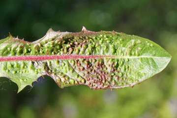 Galls of Trioza dispar on leaf of Taraxacum officinale (Dandelion). May, Belarus
